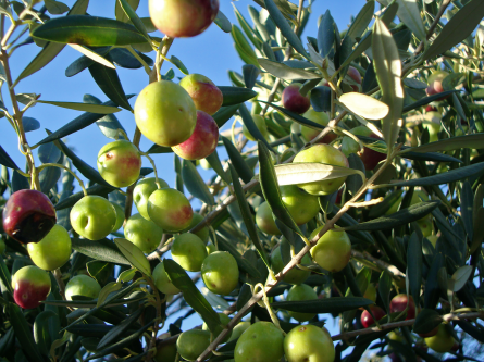 Olive oil