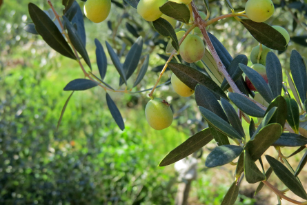 Olive oil